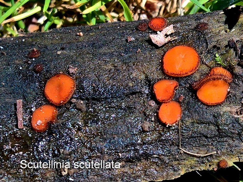 Scutellinia scutellata-amf1412-1.jpg - Scutellinia scutellata
